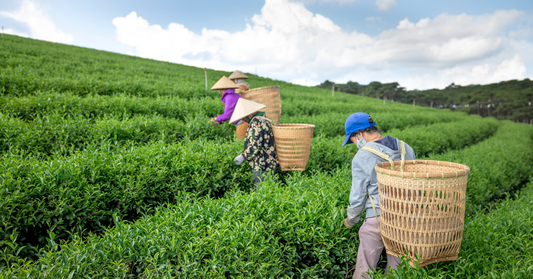 Organic Tea Farming Practices: A Comprehensive Guide
