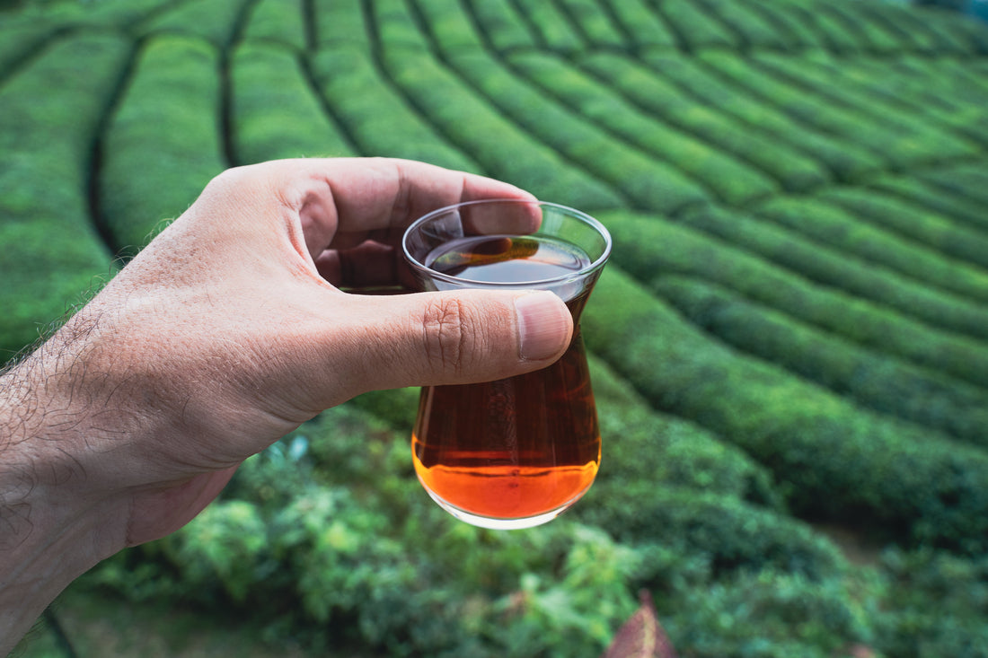 Best Tea Growing Regions in the World - Where is your tea from?